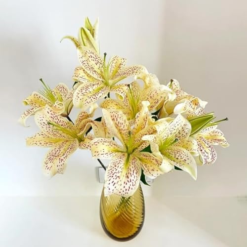 Beste Sorte, Lilien Rhizome, Blühende Schnellwachsende, Gefüllte Blüten, Winterhart Lilium, Lilium Rhizome, MehrjäHrig Duft Lilien, 4zwiebeln-E von HONGDET