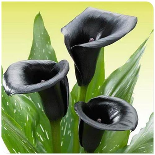 Calla Knollen, Winterhart MehrjäHrig, Hoher Zierwert, Calla Pflanze Zwiebeln, Blumenzwiebeln, Outdoor Indoor, Töpfe und Balkon, Beste Sorte, Frühblüher, Einfache Bepflanzung, 10zwiebeln-A von HONGDET