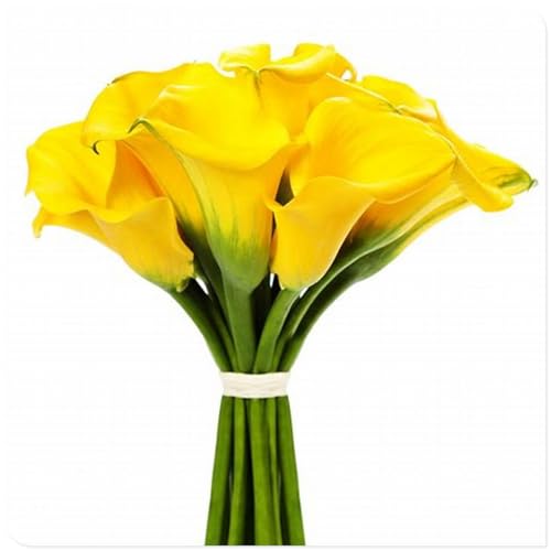Calla Knollen, Winterhart MehrjäHrig, Hoher Zierwert, Calla Pflanze Zwiebeln, Blumenzwiebeln, Outdoor Indoor, Töpfe und Balkon, Beste Sorte, Frühblüher, Einfache Bepflanzung, 2zwiebeln-E Calla Knollen, Winterhart MehrjäHrig, Hoher Zierwert, Calla Pflanze Zwiebeln, Blumenzwiebeln, Outdoor Indoor, Töpfe und Balkon, Beste Sorte, Frühblüher, Einfache Bepflanzung, 2zwiebeln-E von HONGDET