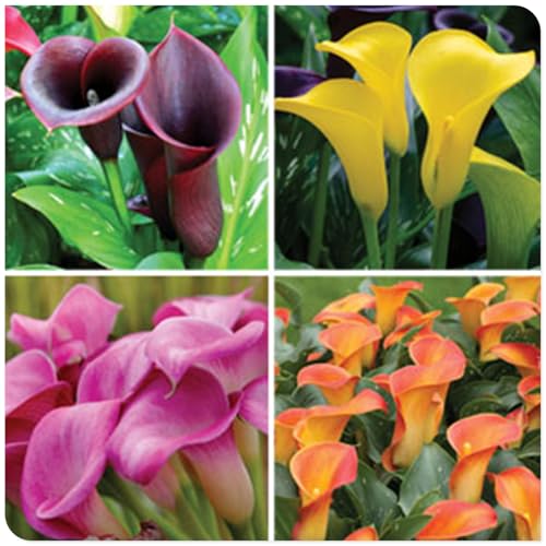 Calla Knollen, Winterhart MehrjäHrig, Hoher Zierwert, Calla Pflanze Zwiebeln, Blumenzwiebeln, Outdoor Indoor, Töpfe und Balkon, Beste Sorte, Frühblüher, Einfache Bepflanzung, 4zwiebeln-C Calla Knollen, Winterhart MehrjäHrig, Hoher Zierwert, Calla Pflanze Zwiebeln, Blumenzwiebeln, Outdoor Indoor, Töpfe und Balkon, Beste Sorte, Frühblüher, Einfache Bepflanzung, 4zwiebeln-C von HONGDET