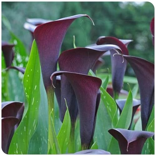 Calla Knollen, Winterhart MehrjäHrig, Hoher Zierwert, Calla Pflanze Zwiebeln, Blumenzwiebeln, Outdoor Indoor, Töpfe und Balkon, Beste Sorte, Frühblüher, Einfache Bepflanzung, 4zwiebeln-I von HONGDET