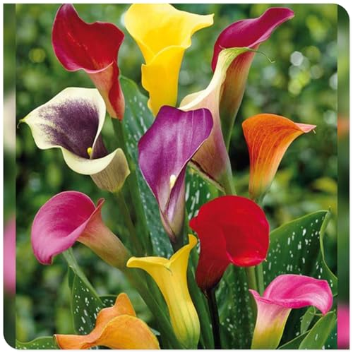 Calla Knollen, Winterhart MehrjäHrig, Hoher Zierwert, Calla Pflanze Zwiebeln, Blumenzwiebeln, Outdoor Indoor, Töpfe und Balkon, Beste Sorte, Frühblüher, Einfache Bepflanzung, 6zwiebeln-D von HONGDET