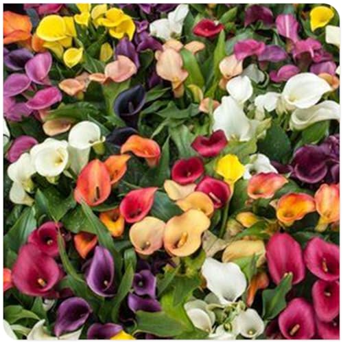 Calla Knollen, Winterhart MehrjäHrig, Hoher Zierwert, Calla Pflanze Zwiebeln, Blumenzwiebeln, Outdoor Indoor, Töpfe und Balkon, Beste Sorte, Frühblüher, Einfache Bepflanzung, 6zwiebeln-H von HONGDET