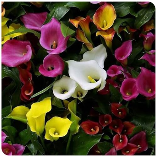 Calla Knollen, Winterhart MehrjäHrig, Hoher Zierwert, Calla Pflanze Zwiebeln, Blumenzwiebeln, Outdoor Indoor, Töpfe und Balkon, Beste Sorte, Frühblüher, Einfache Bepflanzung, 8zwiebeln-F von HONGDET