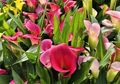 Calla Rhizome, Bepflanzung des Hausgartens, Topfkultur, Beste Sorte, Winterhart MehrjäHrig, KrӓFtiger Stamm, Einfache Bepflanzung, Calla Lily Rhizome, 2zwiebeln-E Calla Rhizome, Bepflanzung des Hausgartens, Topfkultur, Beste Sorte, Winterhart MehrjäHrig, KrӓFtiger Stamm, Einfache Bepflanzung, Calla Lily Rhizome, 2zwiebeln-E von HONGDET