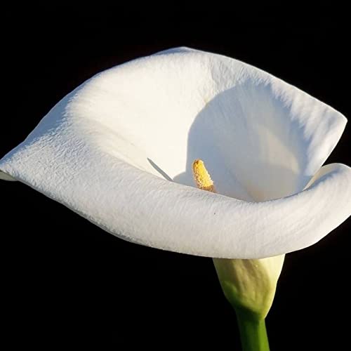 Calla Rhizome, Blühende Schnellwachsende, Topfkultur, KrӓFtiger Stamm, Einfache Bepflanzung, Calla Lily Rhizome, Beste Sorte, Winterhart MehrjäHrig, 6zwiebeln-E Calla Rhizome, Blühende Schnellwachsende, Topfkultur, KrӓFtiger Stamm, Einfache Bepflanzung, Calla Lily Rhizome, Beste Sorte, Winterhart MehrjäHrig, 6zwiebeln-E von HONGDET