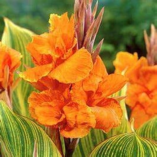 Canna Knolle, Winterhart Canna, Indisches Blumenrohr, Blumenzwiebeln MehrjäHrig, Lange BlüTezeit, Winterharte Frühblüher, Pflegeleichte, 3knollen-G von HONGDET