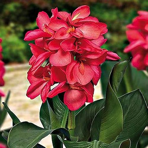 Canna Knolle, Winterhart Canna, Indisches Blumenrohr, Mix Blumenzwiebeln MehrjäHrig, Lange BlüTezeit, Winterharte Frühblüher, Pflegeleichte, 1knollen-B von HONGDET