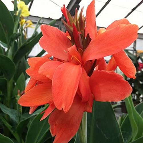Canna Knolle, Winterhart Canna, Indisches Blumenrohr, Mix Blumenzwiebeln MehrjäHrig, Lange BlüTezeit, Winterharte Frühblüher, Pflegeleichte, 1knollen-E von HONGDET