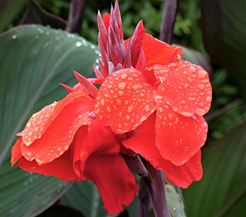 Canna Knolle, Winterhart Canna, Indisches Blumenrohr, Mix Blumenzwiebeln MehrjäHrig, Lange BlüTezeit, Winterharte Frühblüher, Pflegeleichte, 2knollen-I von HONGDET
