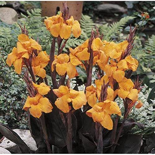 Canna Knolle, Winterhart Canna, Lange BlüTezeit, Winterharte Frühblüher, Pflegeleichte, Indisches Blumenrohr, Blumenzwiebeln MehrjäHrig,-3knollen-A von HONGDET