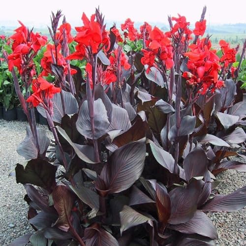 Canna Knolle, Winterhart Canna, Lange BlüTezeit, Winterharte Frühblüher, Pflegeleichte, Indisches Blumenrohr, Mix Blumenzwiebeln MehrjäHrig, 2knollen-J von HONGDET