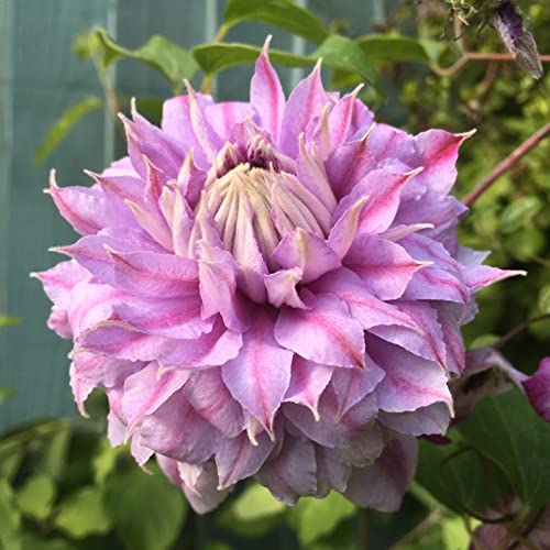 Clematis Rhizome, MehrjäHrig, Kletterpflanzen im Topf, Winterharte Bienenfreundlich, Lange BlüTezeit, Balkon Rhizome,-10zwiebeln-A von HONGDET