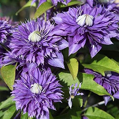 Clematis Rhizome, MehrjäHrig, Kletterpflanzen im Topf, Winterharte Bienenfreundlich, Lange BlüTezeit, Balkon Rhizome,-4zwiebeln-J Clematis Rhizome, MehrjäHrig, Kletterpflanzen im Topf, Winterharte Bienenfreundlich, Lange BlüTezeit, Balkon Rhizome,-4zwiebeln-J von HONGDET