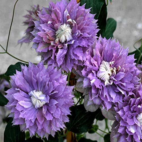 Clematis Rhizome, MehrjäHrig, Lange BlüTezeit, Kletterpflanzen im Topf, Winterharte Bienenfreundlich, Balkon Rhizome, 10zwiebeln-A Clematis Rhizome, MehrjäHrig, Lange BlüTezeit, Kletterpflanzen im Topf, Winterharte Bienenfreundlich, Balkon Rhizome, 10zwiebeln-A von HONGDET
