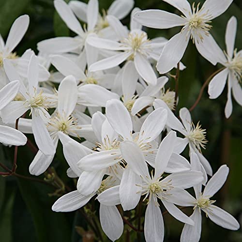 Clematis Rhizome, MehrjäHrig, Lange BlüTezeit, Kletterpflanzen im Topf, Winterharte Bienenfreundlich, Balkon Rhizome, 10zwiebeln-F Clematis Rhizome, MehrjäHrig, Lange BlüTezeit, Kletterpflanzen im Topf, Winterharte Bienenfreundlich, Balkon Rhizome, 10zwiebeln-F von HONGDET