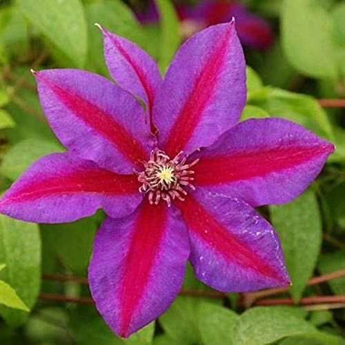 Clematis Rhizome, MehrjäHrig, Lange BlüTezeit, Kletterpflanzen im Topf, Winterharte Bienenfreundlich, Balkon Rhizome, 10zwiebeln-G Clematis Rhizome, MehrjäHrig, Lange BlüTezeit, Kletterpflanzen im Topf, Winterharte Bienenfreundlich, Balkon Rhizome, 10zwiebeln-G von HONGDET