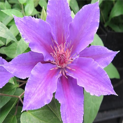 Clematis Rhizome, MehrjäHrig, Lange BlüTezeit, Kletterpflanzen im Topf, Winterharte Bienenfreundlich, Balkon Rhizome, 6zwiebeln-B von HONGDET