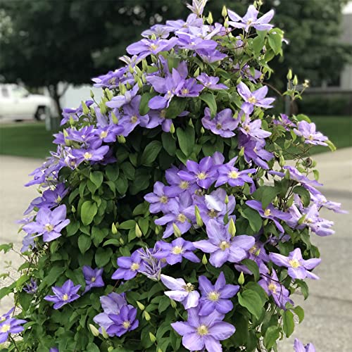 Clematis Rhizome, Mix MehrjäHrig, Lange BlüTezeit, Kletterpflanzen im Topf, Winterharte Bienenfreundlich, Balkon Rhizome, 10zwiebeln-I Clematis Rhizome, Mix MehrjäHrig, Lange BlüTezeit, Kletterpflanzen im Topf, Winterharte Bienenfreundlich, Balkon Rhizome, 10zwiebeln-I von HONGDET