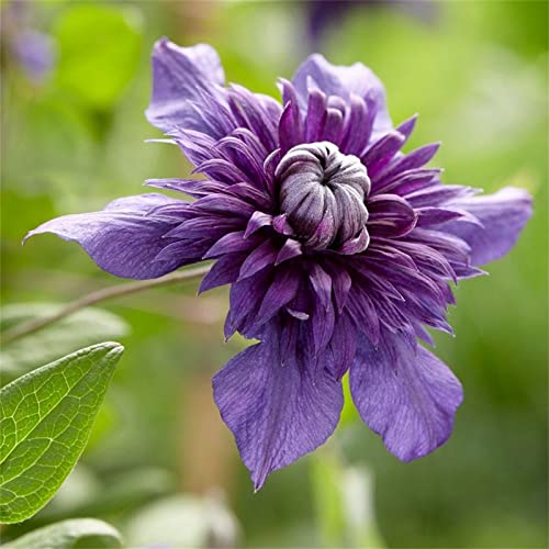 Clematis Rhizome, Mix MehrjäHrig, Lange BlüTezeit, Kletterpflanzen im Topf, Winterharte Bienenfreundlich, Balkon Rhizome, 6zwiebeln-J Clematis Rhizome, Mix MehrjäHrig, Lange BlüTezeit, Kletterpflanzen im Topf, Winterharte Bienenfreundlich, Balkon Rhizome, 6zwiebeln-J von HONGDET