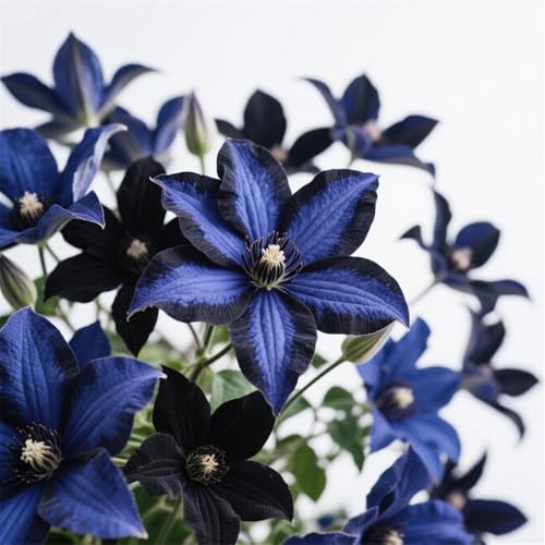 Clematis Zwiebeln, Mix MehrjäHrig, Lange BlüTezeit, Kletterpflanzen im Topf, Winterharte Bienenfreundlich, Clematis Rhizome, Balkon Pflanzen,-10zwiebeln-B von HONGDET