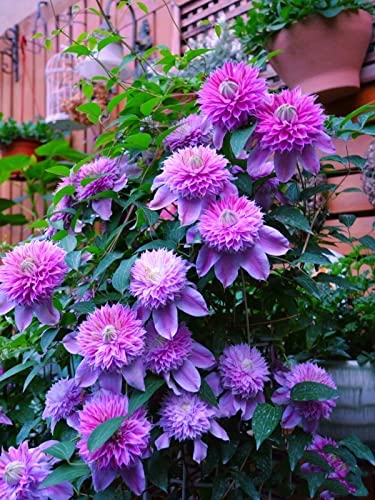Clematis Zwiebeln, Mix MehrjäHrig, Lange BlüTezeit, Kletterpflanzen im Topf, Winterharte Bienenfreundlich, Clematis Rhizome, Balkon Pflanzen,-4zwiebeln-H von HONGDET