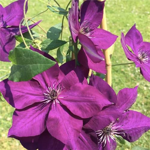 Clematis Zwiebeln, Mix MehrjäHrig, Lange BlüTezeit, Kletterpflanzen im Topf, Winterharte Bienenfreundlich, Clematis Rhizome, Balkon Pflanzen,-4zwiebeln-J von HONGDET