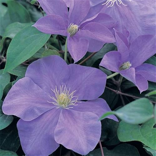 Clematis Zwiebeln, Mix MehrjäHrig, Lange BlüTezeit, Kletterpflanzen im Topf, Winterharte Bienenfreundlich, Clematis Rhizome, Balkon Pflanzen,-6zwiebeln-I von HONGDET