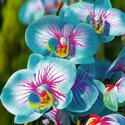 Cymbidium Pflanzen, MehrjäHrig Phalaenopsis Orchideen, Top QualitäT Blumenzwiebeln, Winterhart Zwiebeln, Cymbidium Orchidee Pflanze, Duftend, 10zwiebelns-I von HONGDET