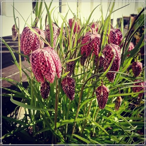 Fritillaria Rhizome, Beharrliche VitalitäT, GroßE AnpassungsfäHigkeit, Gute KäLtebestäNdigkeit Fritillaria Imperialis Ist WunderschöN, Elegant FüR Den Gartenanbau, 4bulbs-C Fritillaria Rhizome, Beharrliche VitalitäT, GroßE AnpassungsfäHigkeit, Gute KäLtebestäNdigkeit Fritillaria Imperialis Ist WunderschöN, Elegant FüR Den Gartenanbau, 4bulbs-C von HONGDET