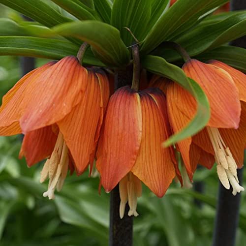 Fritillaria-Zwiebeln, AußEnbereich Eine, Beharrliche VitalitäT, Gute KäLtebestäNdigkeit Fritillaria Ist WunderschöN, GroßE AnpassungsfäHigkeit, Elegant FüR Den Gartenanbau Im Innen,-6bulbs-C von HONGDET