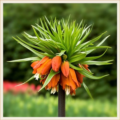 Fritillaria-Zwiebeln, AußEnbereich Eine, Beharrliche VitalitäT, Gute KäLtebestäNdigkeit Fritillaria Ist WunderschöN, GroßE AnpassungsfäHigkeit, Elegant FüR Den Gartenanbau Im Innen,-6bulbs-G von HONGDET