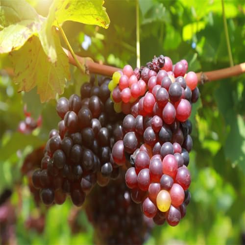 Garten Tafeltraube, Exklusive, Winterhart Traubenwurzel, Elegante, Weintrauben Kernlos Winterhartes, Trauben Kernlos, -4 Weinreben -E von HONGDET