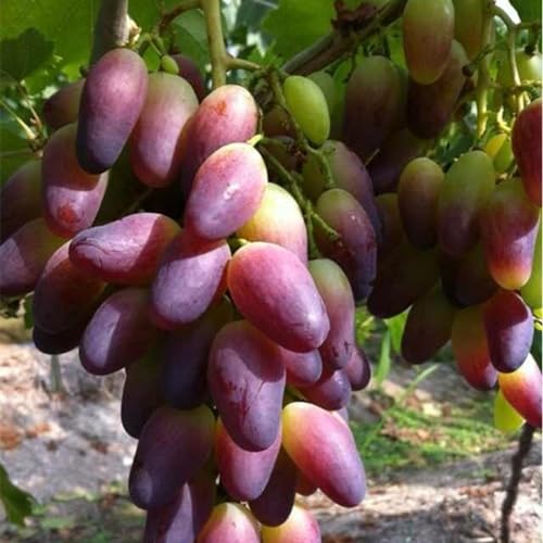 Garten Tafeltraube, Exklusive, Winterhart Traubenwurzel, Winterhart Elegante, Weintrauben Kernlos Winterhartes, Trauben Kernlos, -1 Weinreben -D von HONGDET