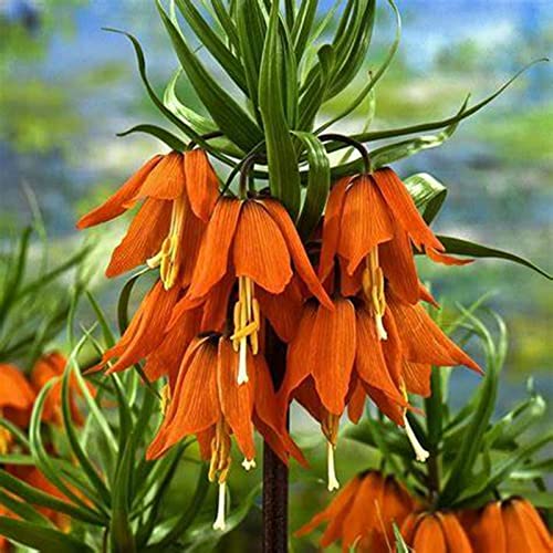 GemüTliche Gartenoase, Fritillaria Imperialis, WunderschöN, Fritillaria Rhizome, Beharrliche VitalitäT, Elegant FüR Den Gartenanbau, Winterhart, 6bulbs-J GemüTliche Gartenoase, Fritillaria Imperialis, WunderschöN, Fritillaria Rhizome, Beharrliche VitalitäT, Elegant FüR Den Gartenanbau, Winterhart, 6bulbs-J von HONGDET