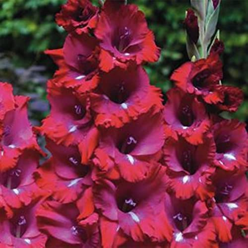 Gladiolen MehrjäHrig, (Winterhart/Stauden/Staude/), Hoher Zierwert, Lange BlüTezeit Gladiolen, Top Qualität, Stark duftende-5zwiebeln-E von HONGDET