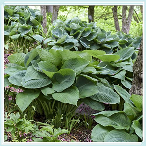 Hosta Pflanze, Funkien Rhizome, Hoher Zierwert Zwiebeln, Charmant MehrjäHrige Blumen, Beste Sorte, Töpfe und Balkon, Winterharte Frühblüher, Hosta Wurzel Lange BlüTezeit,-10zwiebeln-I von HONGDET