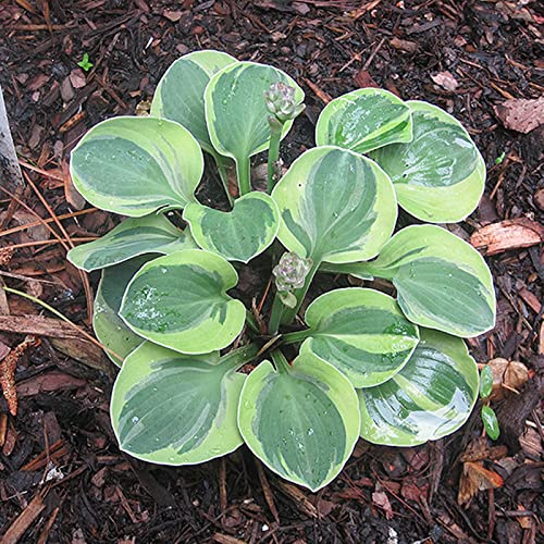 Hosta Pflanze, Funkien Rhizome, Hoher Zierwert Zwiebeln, Charmant MehrjäHrige Blumen, Beste Sorte, Töpfe und Balkon, Winterharte Frühblüher, Hosta Wurzel Lange BlüTezeit,-15zwiebeln-A Hosta Pflanze, Funkien Rhizome, Hoher Zierwert Zwiebeln, Charmant MehrjäHrige Blumen, Beste Sorte, Töpfe und Balkon, Winterharte Frühblüher, Hosta Wurzel Lange BlüTezeit,-15zwiebeln-A von HONGDET