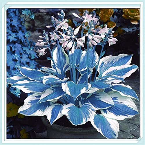 Hosta Pflanze, Funkien Rhizome, Hoher Zierwert Zwiebeln, Charmant MehrjäHrige Blumen, Beste Sorte, Töpfe und Balkon, Winterharte Frühblüher, Hosta Wurzel Lange BlüTezeit,-15zwiebeln-F von HONGDET