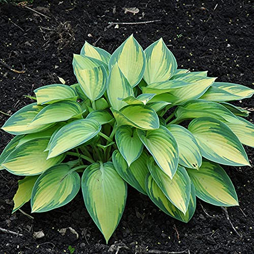Hosta Pflanze, Funkien Rhizome, Hoher Zierwert Zwiebeln, Charmant MehrjäHrige Blumen, Beste Sorte, Töpfe und Balkon, Winterharte Frühblüher, Hosta Wurzel Lange BlüTezeit,-6zwiebeln-B von HONGDET