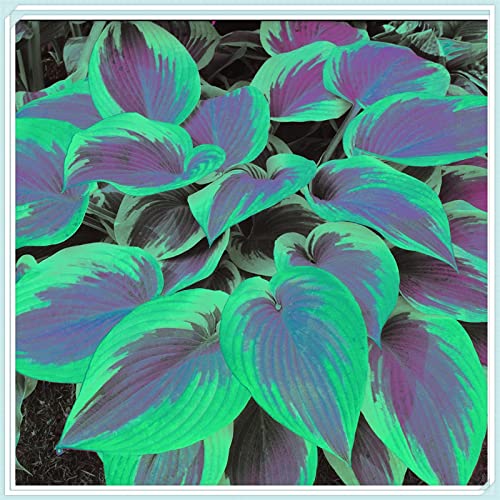 Hosta Pflanze, Funkien Rhizome, Hoher Zierwert Zwiebeln, Charmant MehrjäHrige Blumen, Beste Sorte, Töpfe und Balkon, Winterharte Frühblüher, Hosta Wurzel Lange BlüTezeit,-6zwiebeln-G von HONGDET