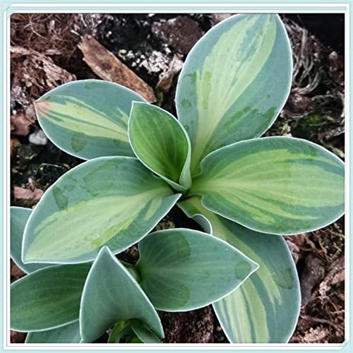 Hosta Pflanze, Funkien Rhizome, Hoher Zierwert Zwiebeln, Charmant MehrjäHrige Blumen, Beste Sorte, Töpfe und Balkon, Winterharte Frühblüher, Hosta Wurzel Lange BlüTezeit,-6zwiebeln-J Hosta Pflanze, Funkien Rhizome, Hoher Zierwert Zwiebeln, Charmant MehrjäHrige Blumen, Beste Sorte, Töpfe und Balkon, Winterharte Frühblüher, Hosta Wurzel Lange BlüTezeit,-6zwiebeln-J von HONGDET