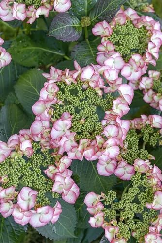 Hydrangea, MehrjäHrige FüR Garten, Lange Blütezeit, Winterhart MehrjäHrig, WunderschöNe, Sehr Bienenfreundlich-3zwiebeln-F von HONGDET
