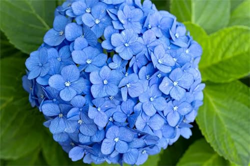 Hydrangea, MehrjäHrige FüR Garten, Lange Blütezeit, Winterhart MehrjäHrig, WunderschöNe, Sehr Bienenfreundlich-5zwiebeln-I von HONGDET