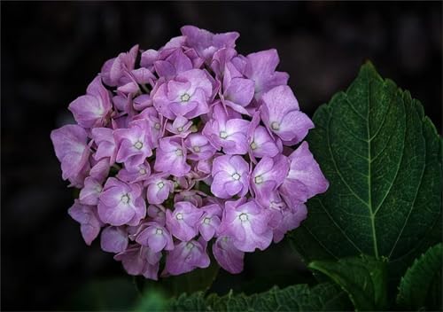 Hydrangea, MehrjäHrige FüR Garten, Winterhart MehrjäHrig, WunderschöNe, Lange Blütezeit-1zwiebeln-I von HONGDET