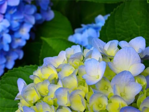 Hydrangea Rhizome, WunderschöNe BlüTen, Hydrangea Rhizome, MehrjäHrige FüR Garten BlumenRhizome, Winterhart MehrjäHrig-2zwiebeln-A von HONGDET