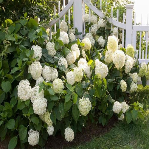 Hydrangea Zwiebeln, Hydrangea Winterharte Pflanzen, MehrjäHrig Winterhart GefüLlte, WunderschöNe BlüTen, Hydrangea Pflanzen, MehrjäHrige FüR Garten Blumenzwiebeln, 5zwiebeln-E von HONGDET