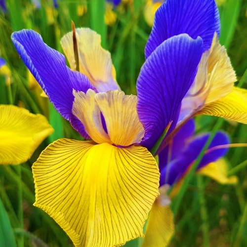 Iris - Schwertlilie Schwertlilien Winterhart MehrjäHrig Iris Zwiebeln Winterhart Iris Schwertlilien Blumenzwiebeln MehrjäHrig Winterhart Winterhart Zwiebeln Einfache Bepflanzung -4bulbs-I von HONGDET