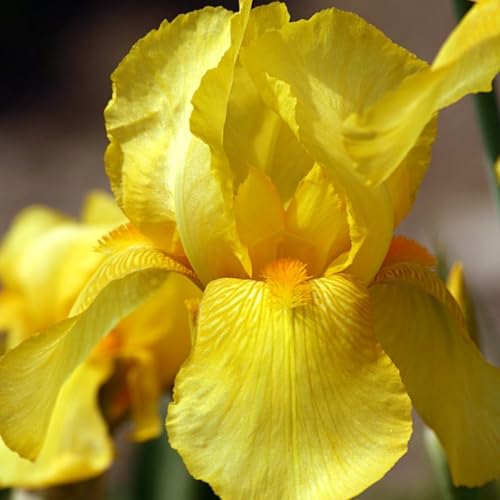 Iris - Schwertlilien, Winterhart Mehrjährig, Geringer WartungsaufwandIm, Stark duftende, Iris Rhizome, Bepflanzung des Hausgartens, J-4zwiebeln von HONGDET