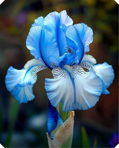 Iris - Schwertlilien, Winterhart Mehrjährig, Iris Rhizome, Bepflanzung des Hausgartens, Blühende Schnellwachsende, Stark duftende, F-8zwiebeln von HONGDET